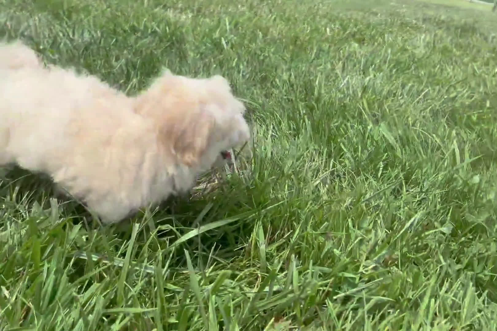 Maltipoo dogs for sale: Maltipoo 3 puppies - Video 1