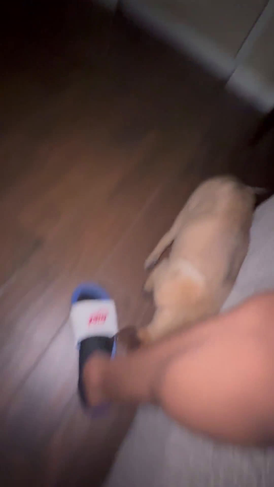 Belgian Malinois dogs for sale: Belgian Malinois 1 puppies - Video 3