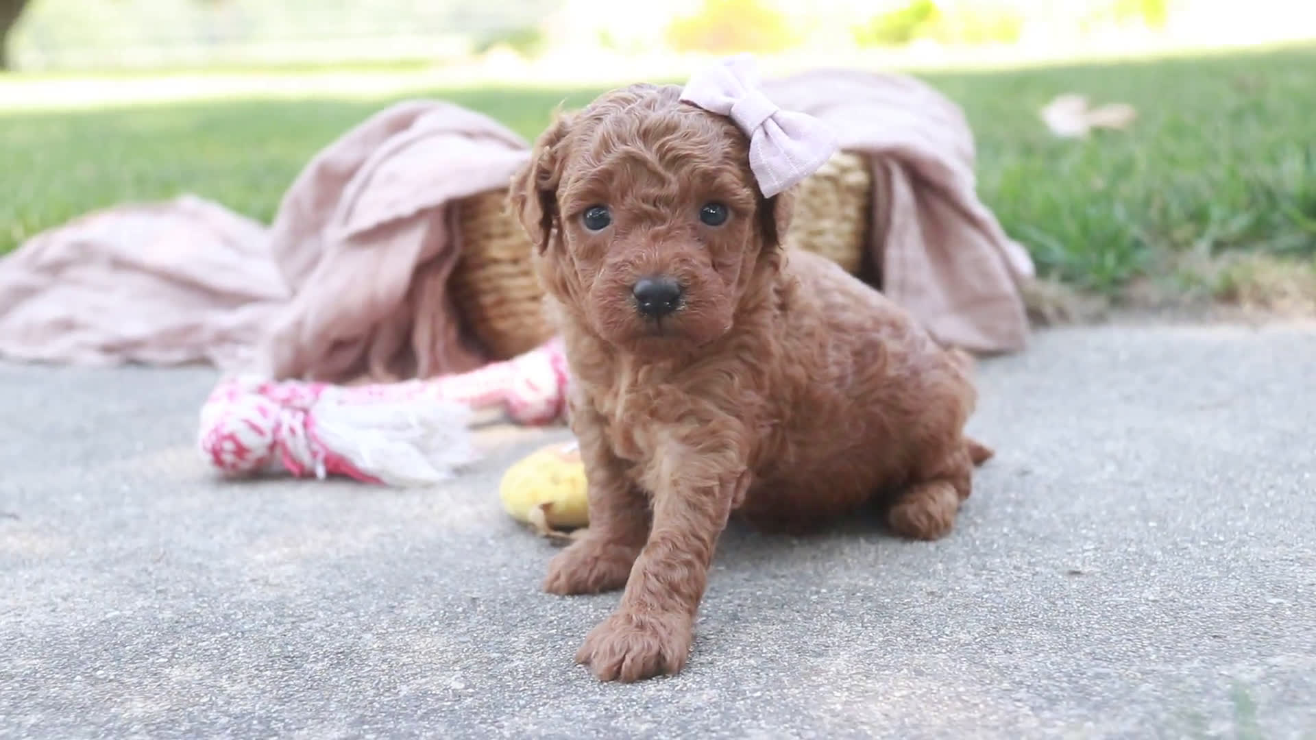 Miniature Poodle dogs for sale: Miniature Poodle 4 puppies - Video 1