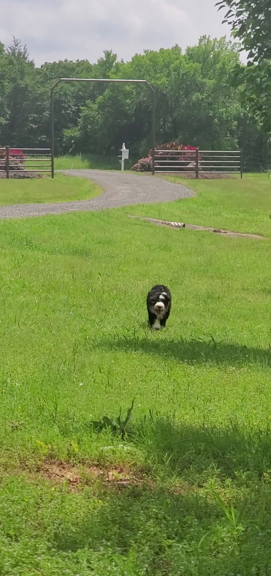 Mini Bernedoodle dogs for sale: Mini Bernedoodle 1 puppies - Video 1