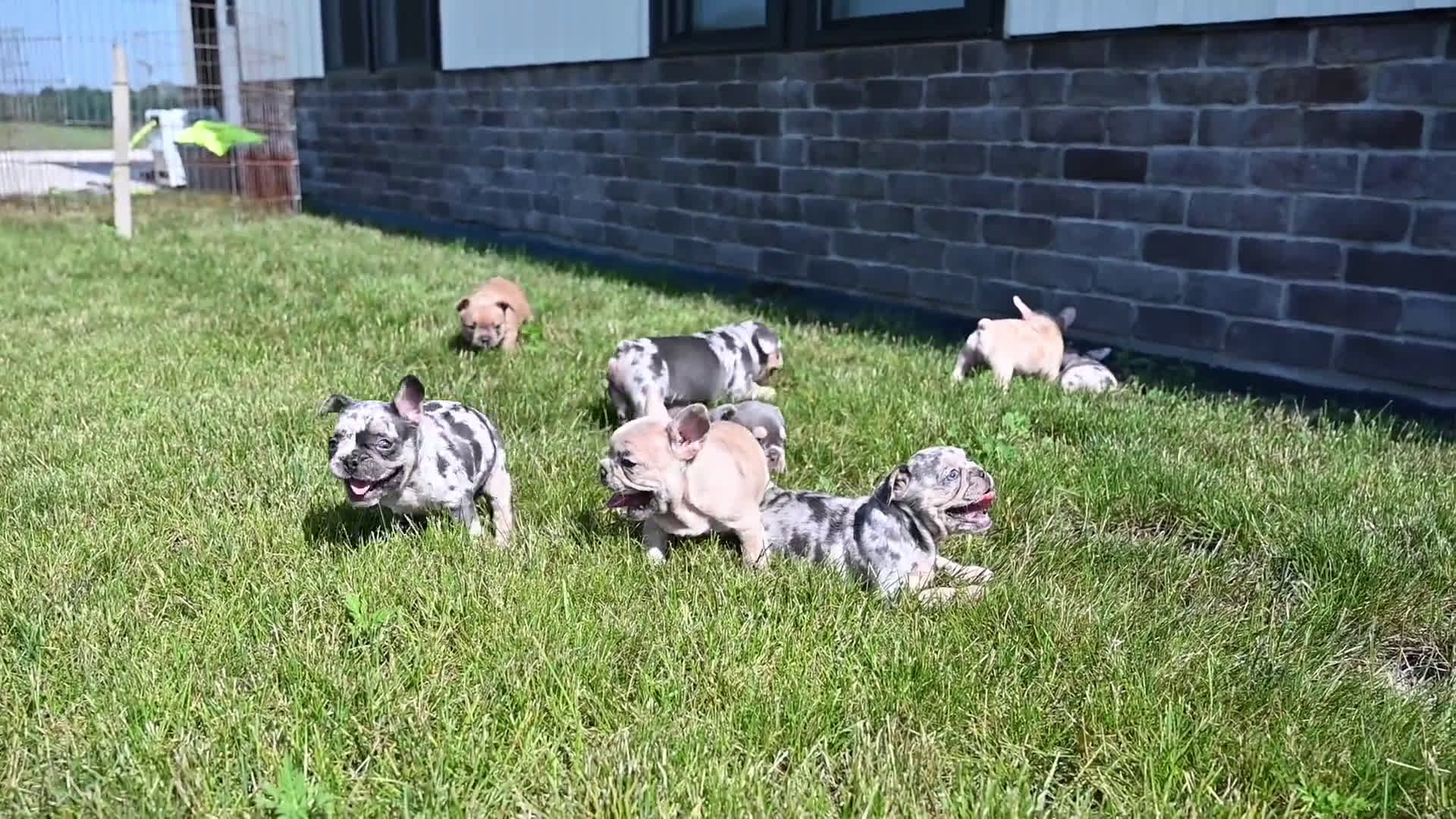 French Bulldog dogs for sale: French Bulldog 8 puppies - Video 1