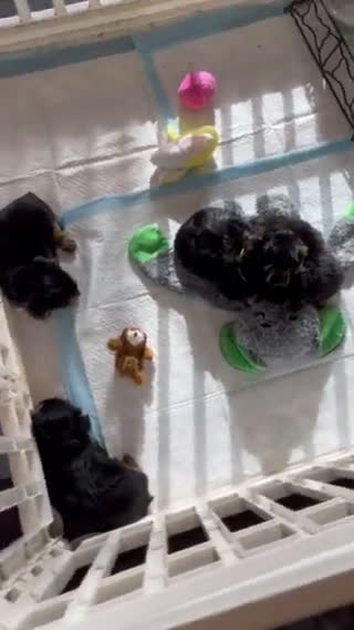 Yorkshire Terrier dogs for sale: Yorkshire Terrier 3 puppies - Video 2