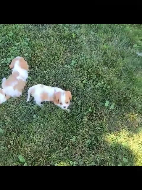 Cavalier King Charles Spaniel dogs for sale: Cavalier King Charles Spaniel 3 puppies - Video 1