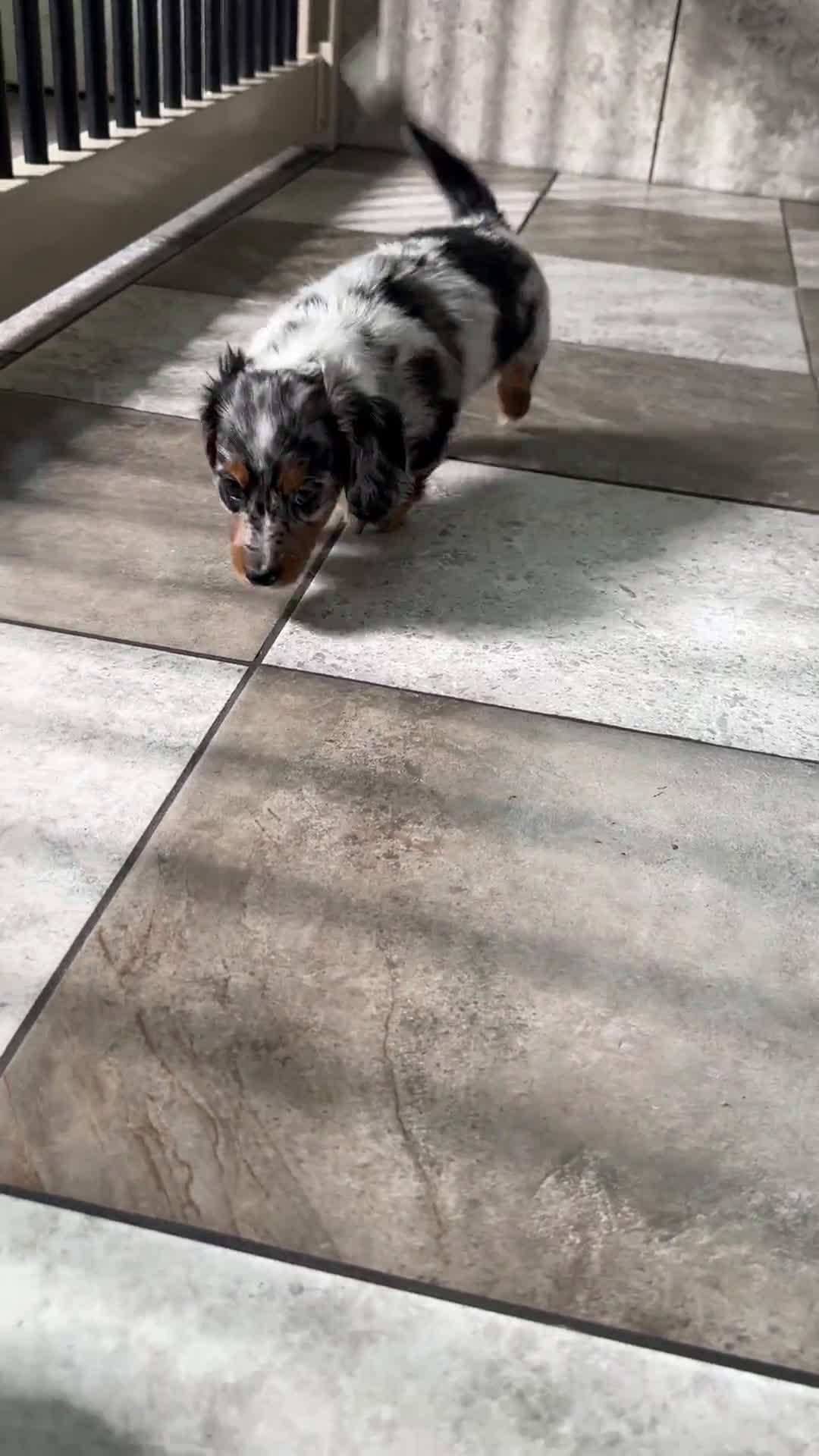Miniature Dachshund dogs for sale: Miniature Dachshund 3 puppies - Video 1