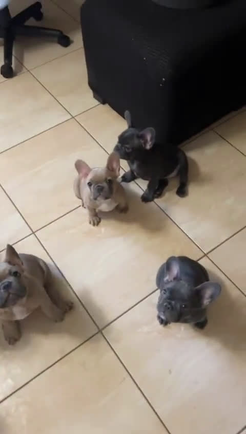 French Bulldog dogs for sale: French Bulldog 5 puppies - Video 1