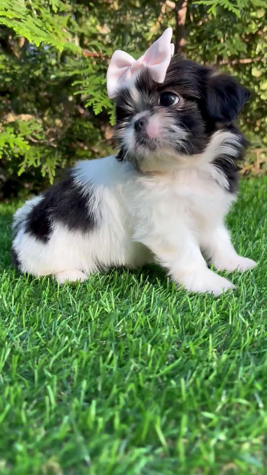Shih Tzu dogs for sale: Shih Tzu 3 puppies - Video 2