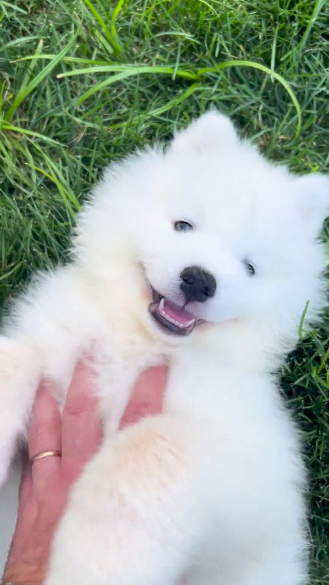 Samoyed dogs for sale: Samoyed 1 puppies - Video 1