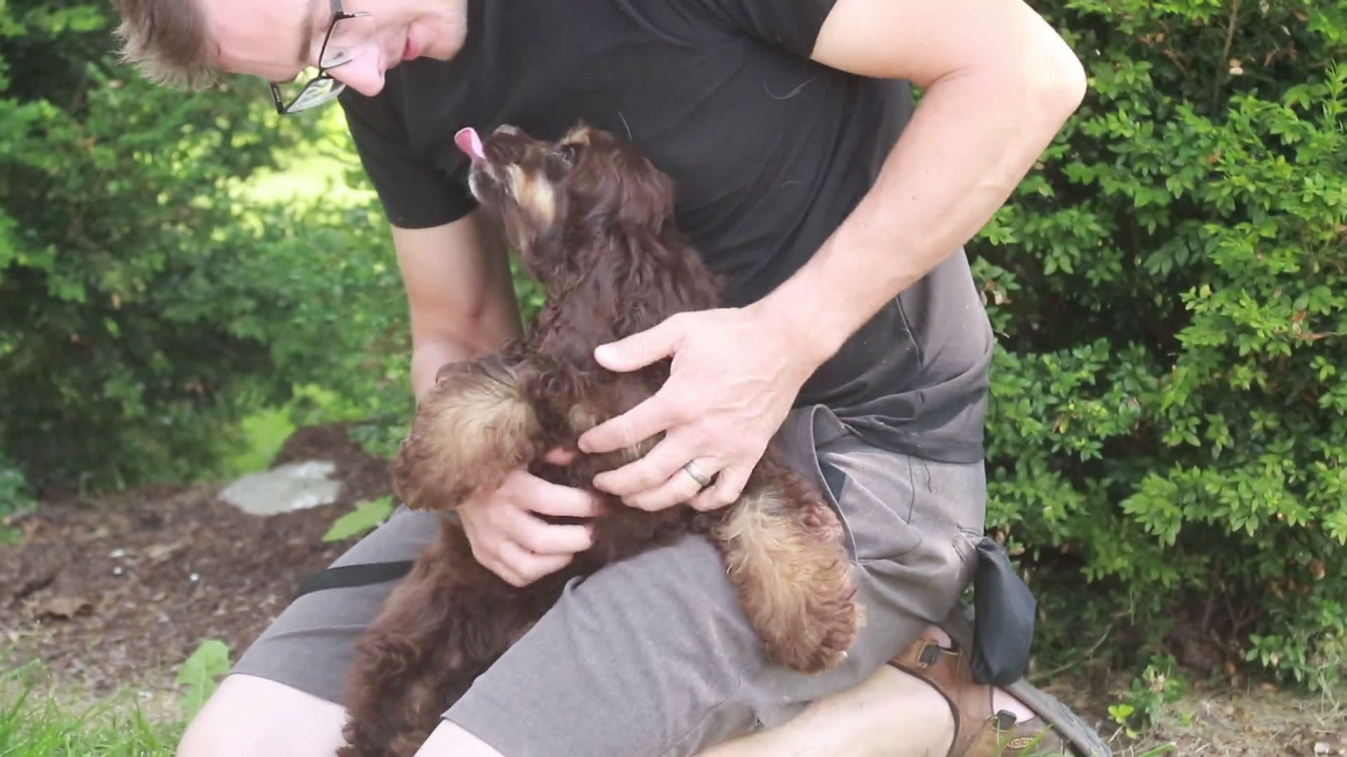 Cocker Spaniel dogs for sale: Cocker Spaniel 3 puppies - Video 1