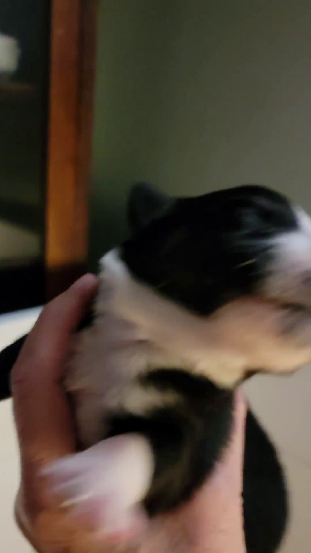 Australian Shepherd dogs for sale: Australian Shepherd 8 puppies - Video 2