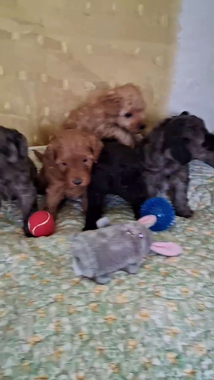 Mini Aussiedoodle dogs for sale: Mini Aussiedoodle 5 puppies - Video 2