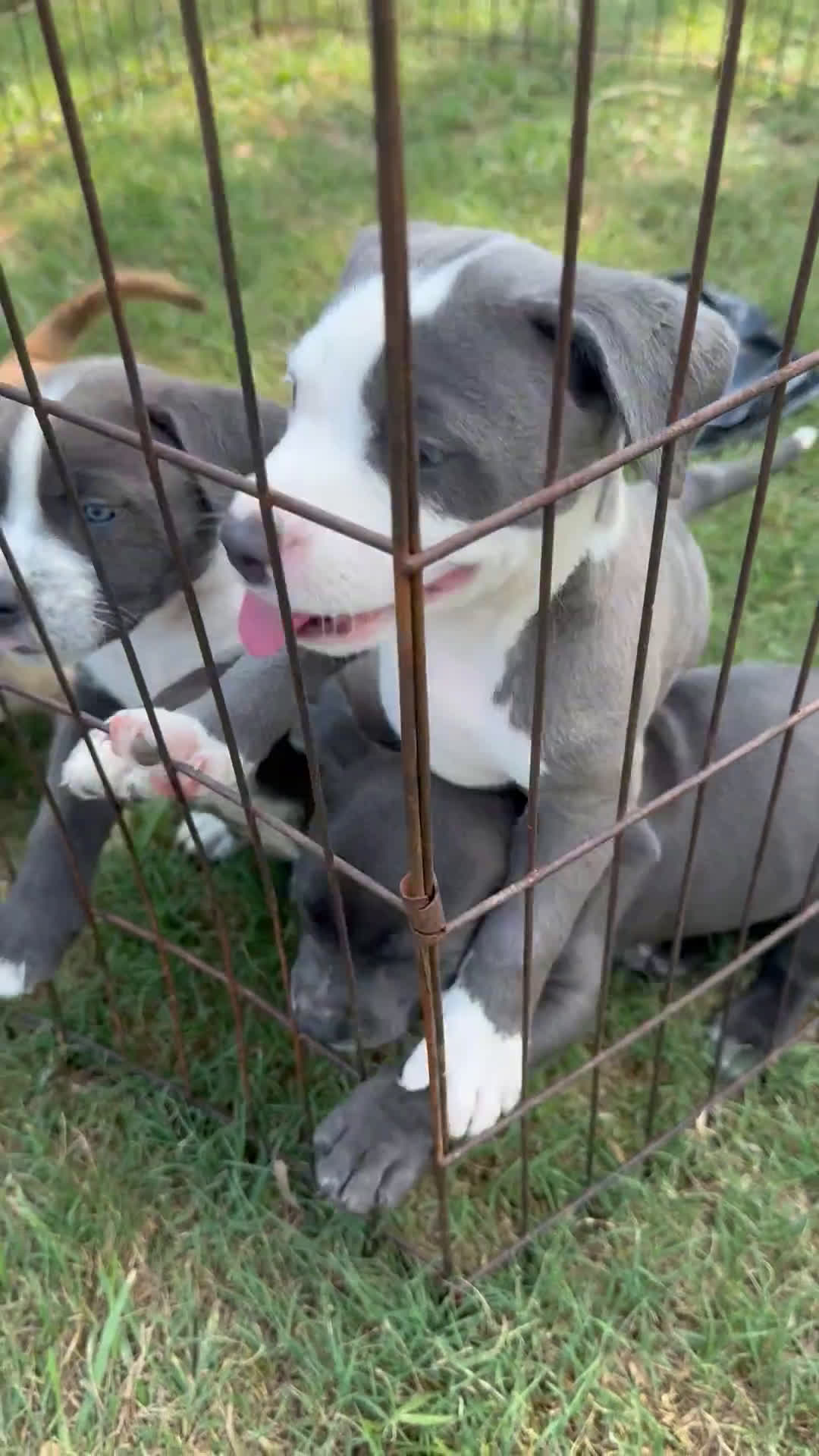 American Bully dogs for sale: American Bully 6 puppies - Video 1