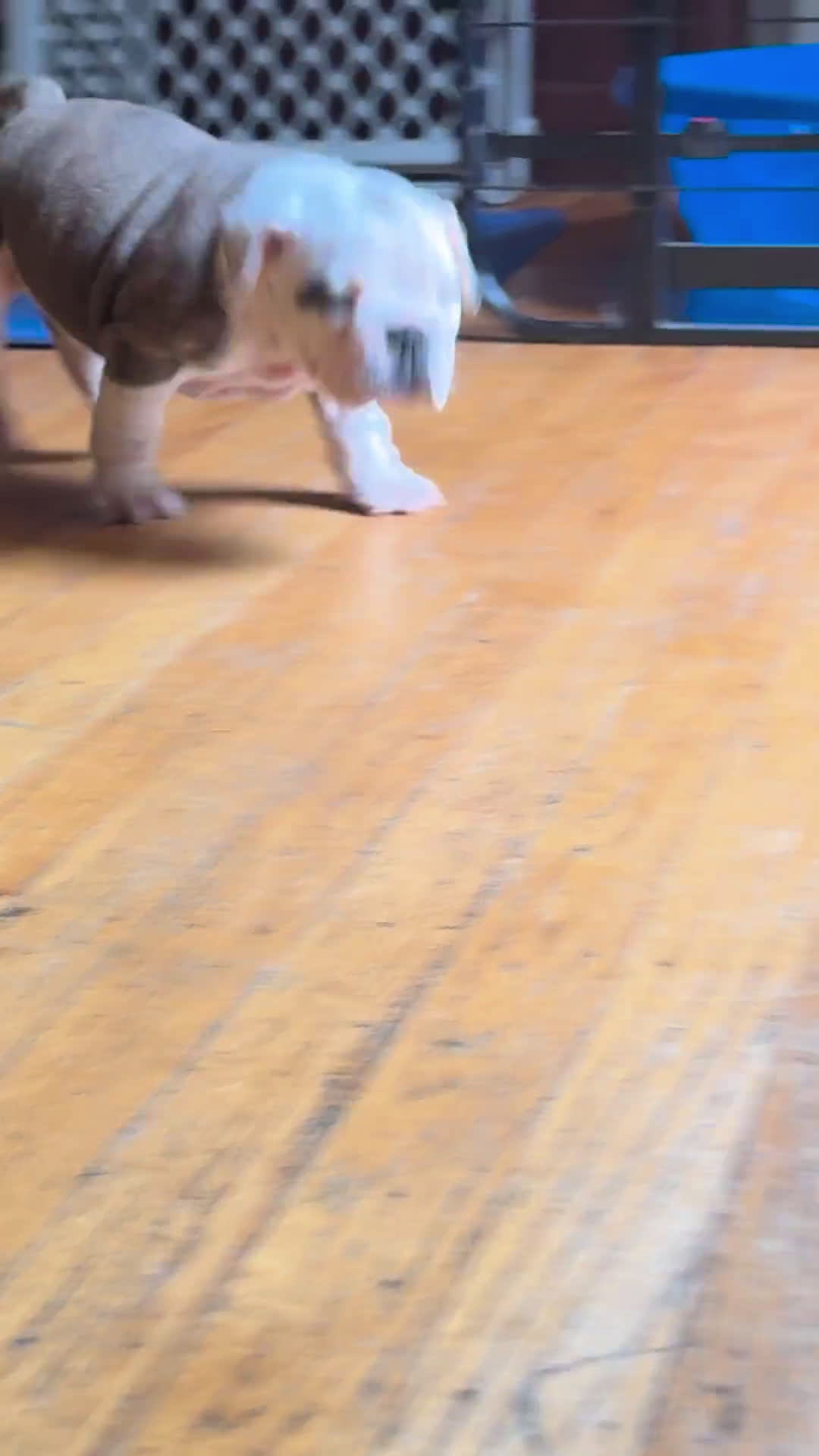 Olde English Bulldogge dogs for sale: Olde English Bulldogge 1 puppies - Video 1