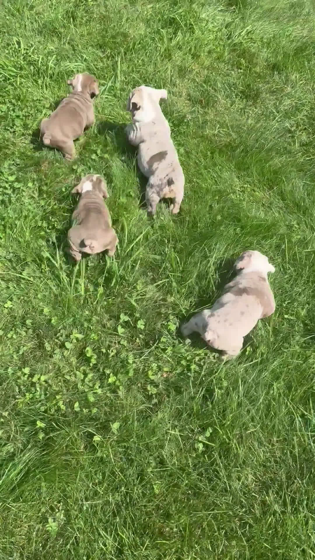 English Bulldog dogs for sale: English Bulldog 4 puppies - Video 4