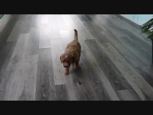  dogs for sale: Mini Goldendoodle 4 puppies - Video 1