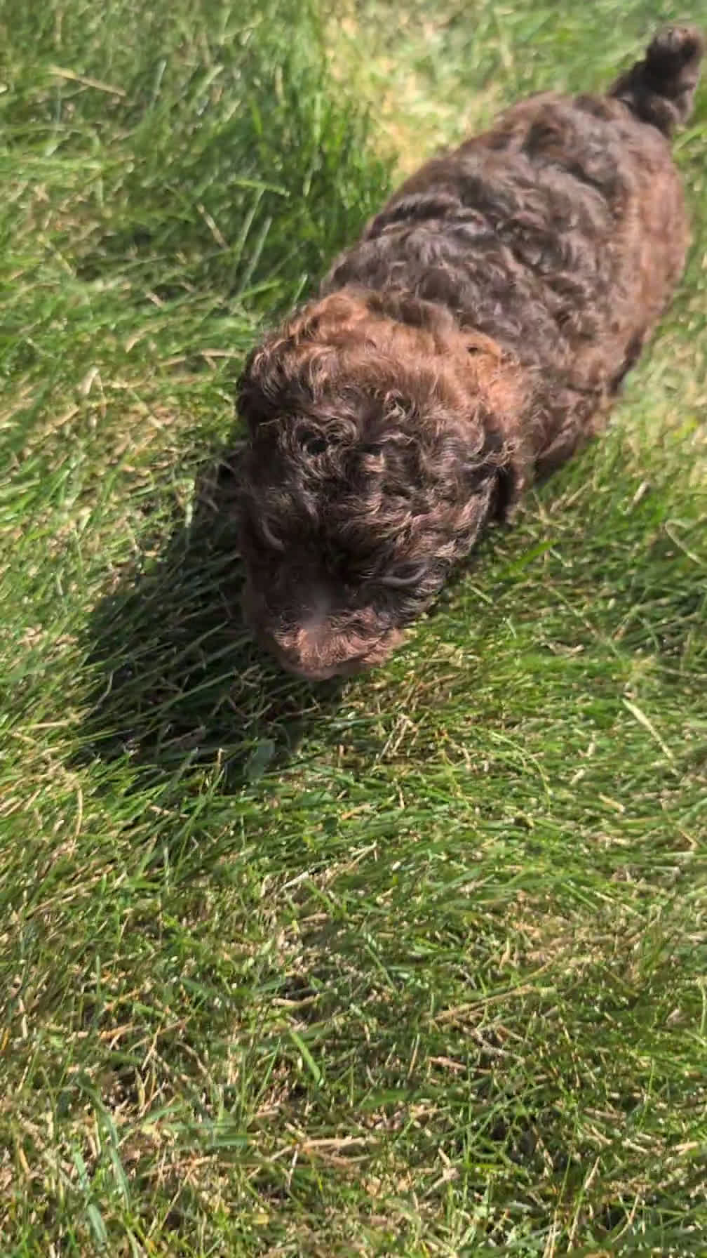 Toy Poodle dogs for sale: Toy Poodle 2 puppies - Video 1