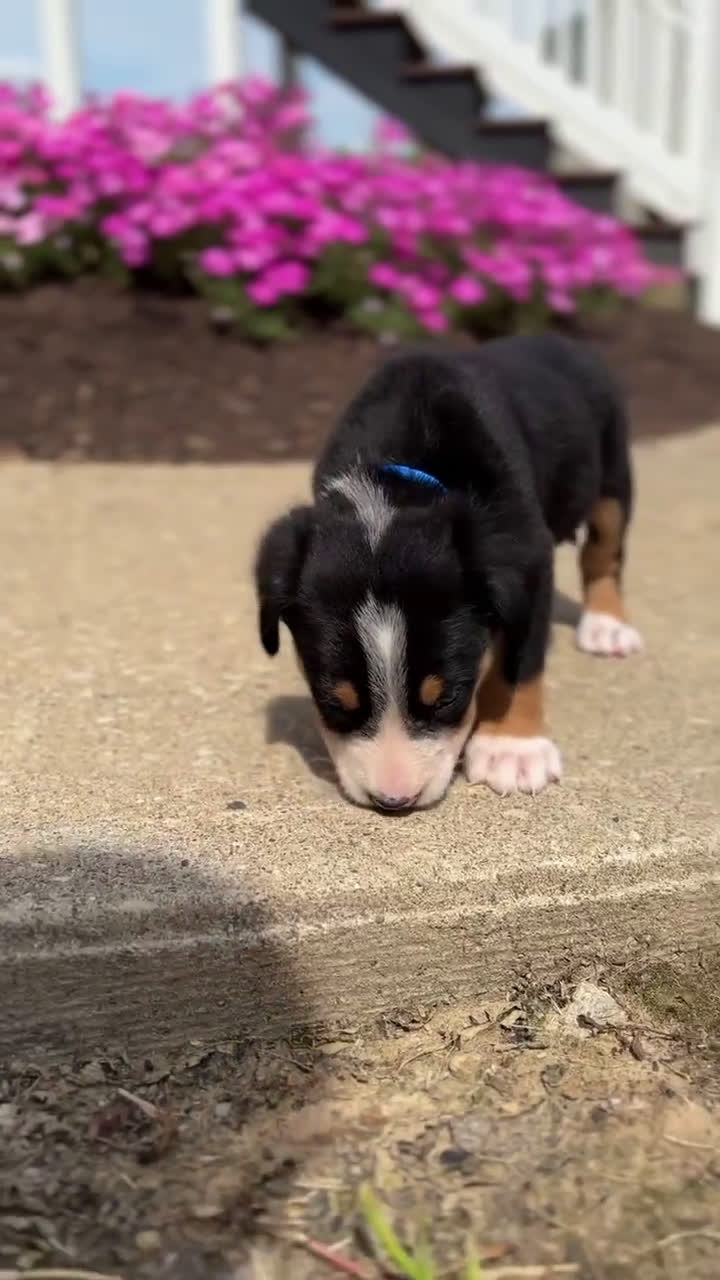 Greater Swiss Mountain Dog dogs for sale: Greater Swiss Mountain Dog 6 puppies - Video 2