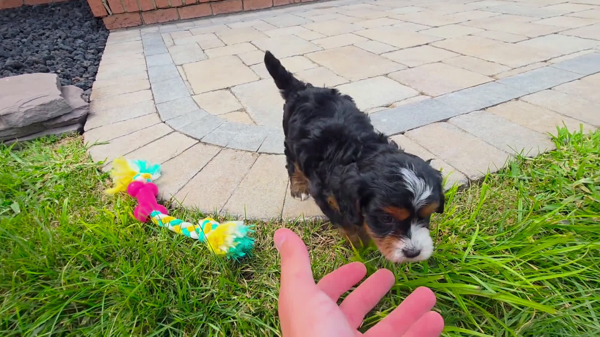 Cavapoo dogs for sale: Cavapoo 4 puppies - Video 4