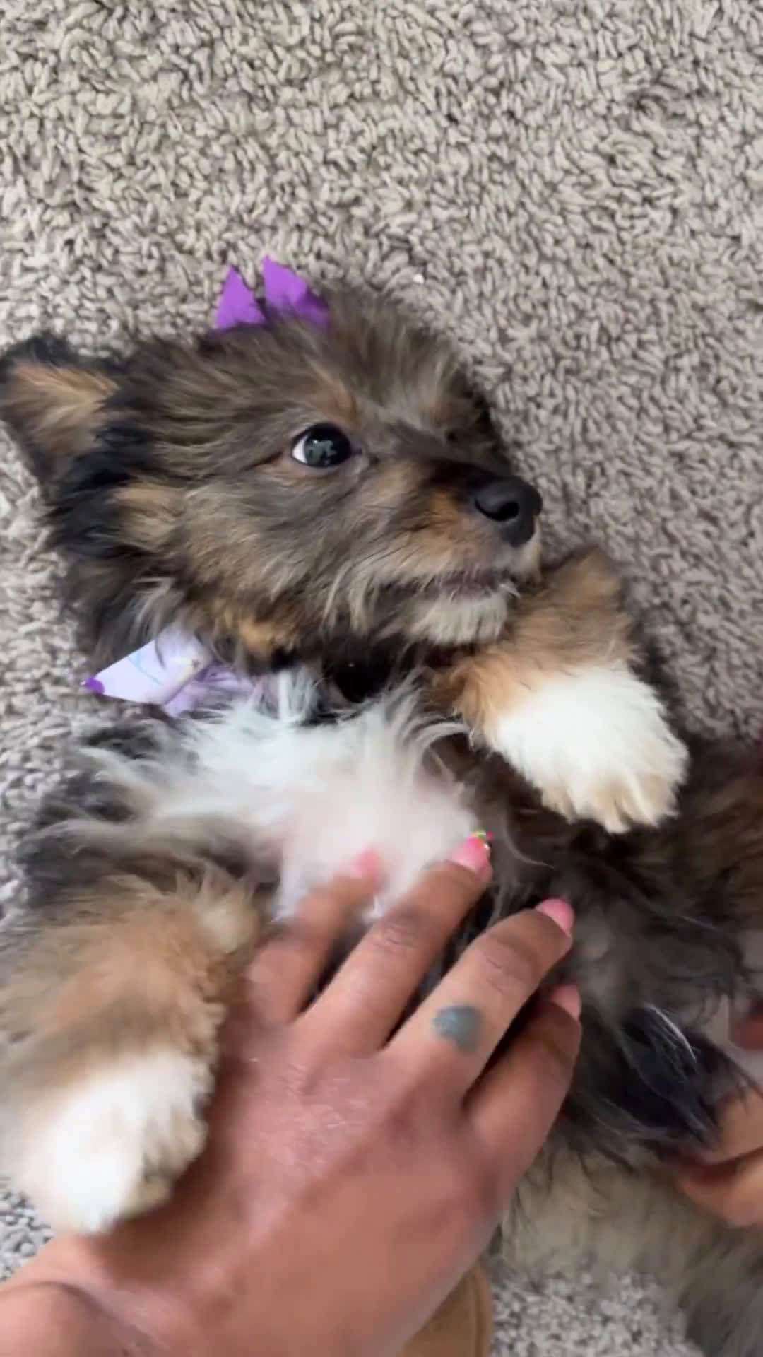 Chipoo dogs for sale: Chipoo 1 puppies - Video 2