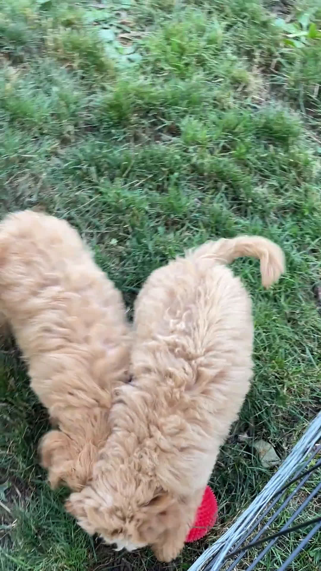  dogs for sale: Mini Goldendoodle 4 puppies - Video 2