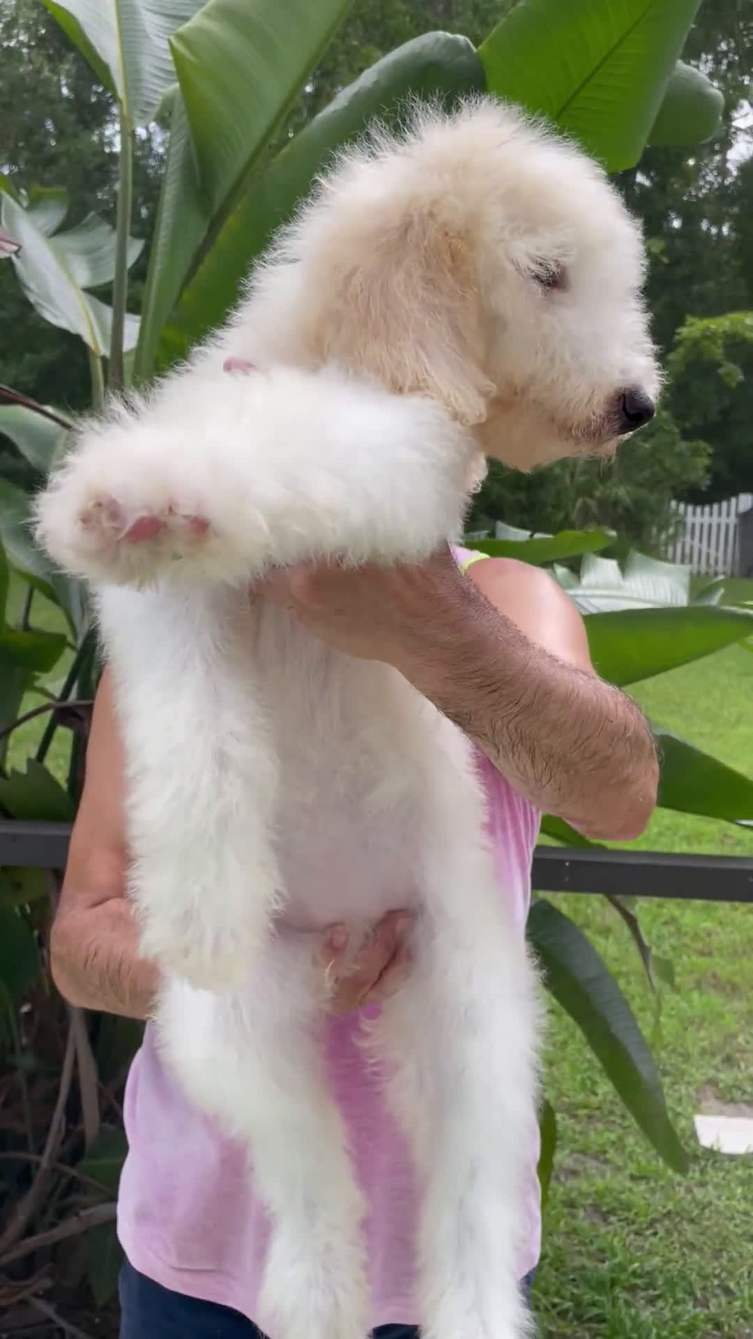 Goldendoodle dogs for sale: Goldendoodle 3 puppies - Video 3