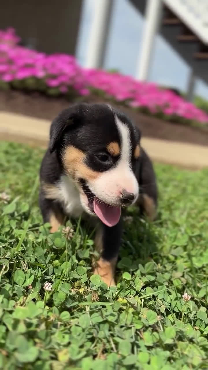 Greater Swiss Mountain Dog dogs for sale: Greater Swiss Mountain Dog 6 puppies - Video 1