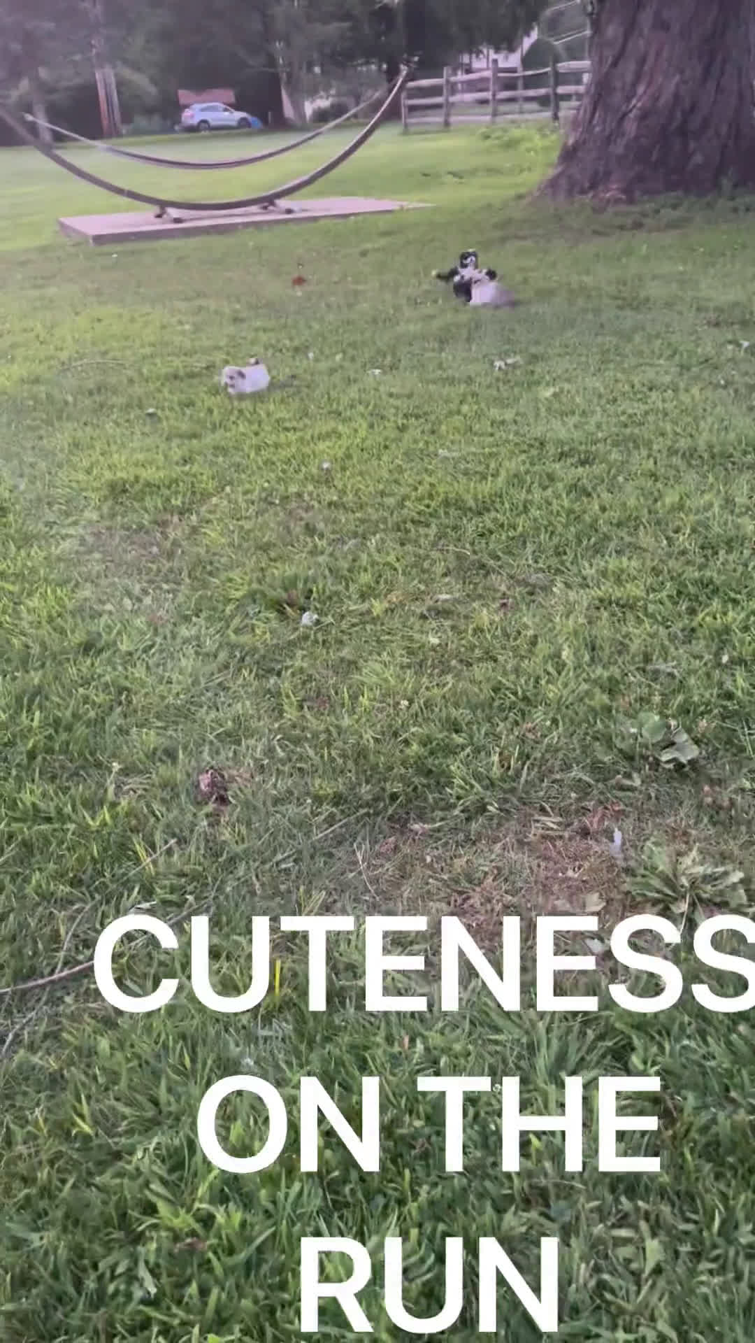 Maltipoo dogs for sale: Maltipoo 4 puppies - Video 2