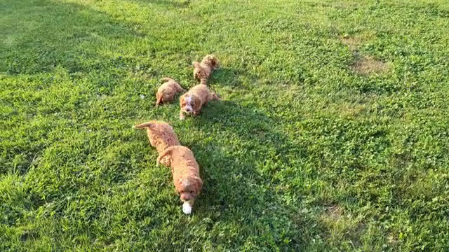 Cavapoo dogs for sale: Cavapoo 5 puppies - Video 3