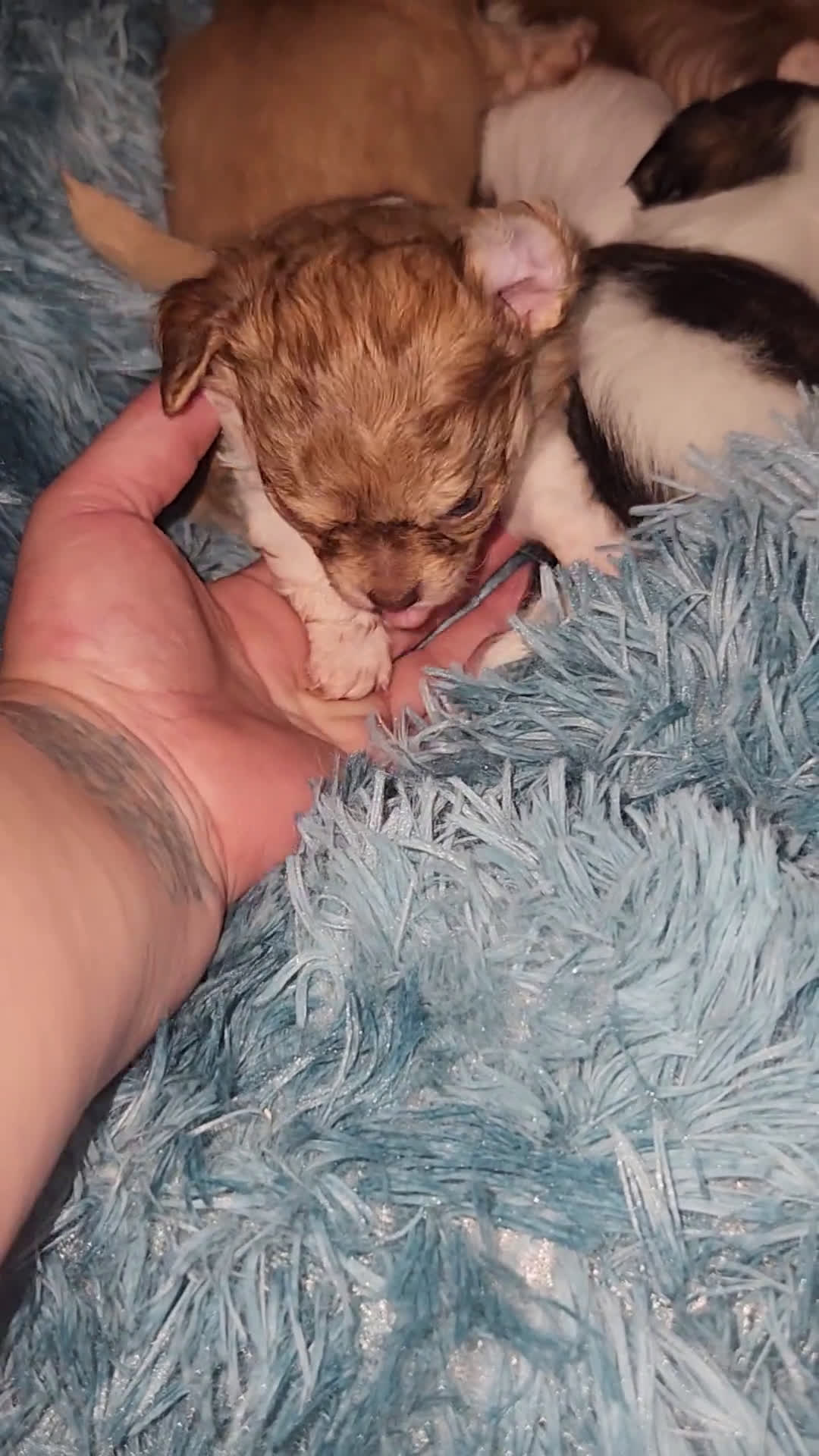 Chihuahua dogs for sale: Chihuahua 3 puppies - Video 1