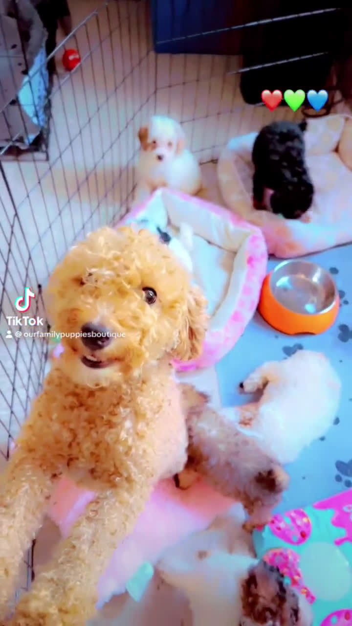 Miniature Poodle dogs for sale: Miniature Poodle 2 puppies - Video 1