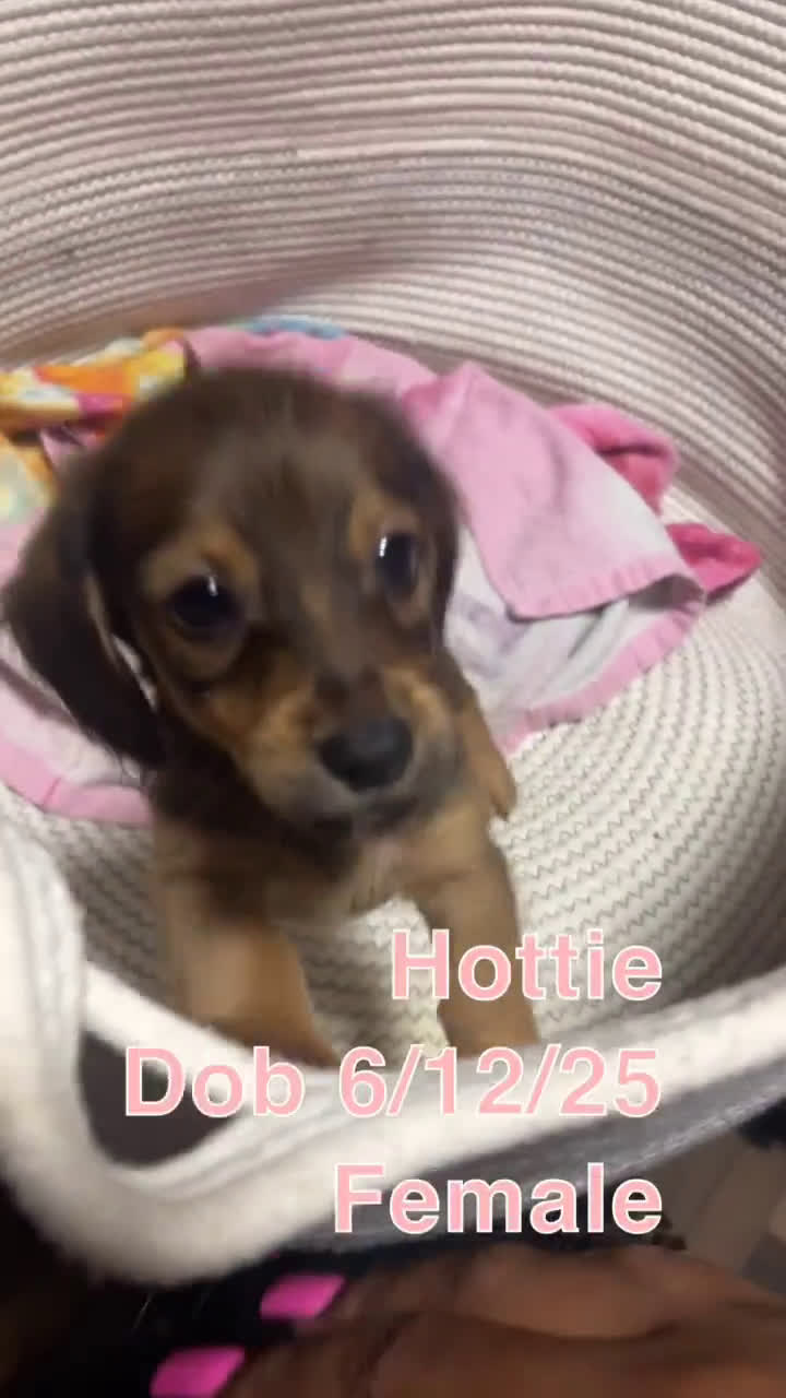 Miniature Dachshund dogs for sale: Miniature Dachshund 3 puppies - Video 1