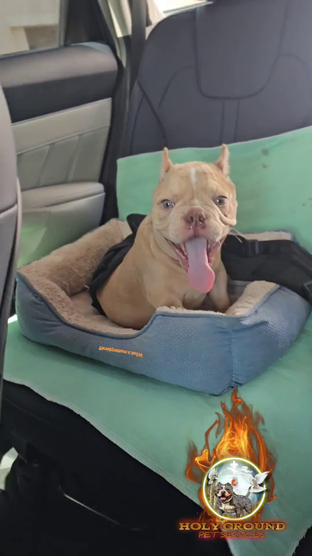 American Bully dogs for sale: American Bully 1 puppies - Video 1