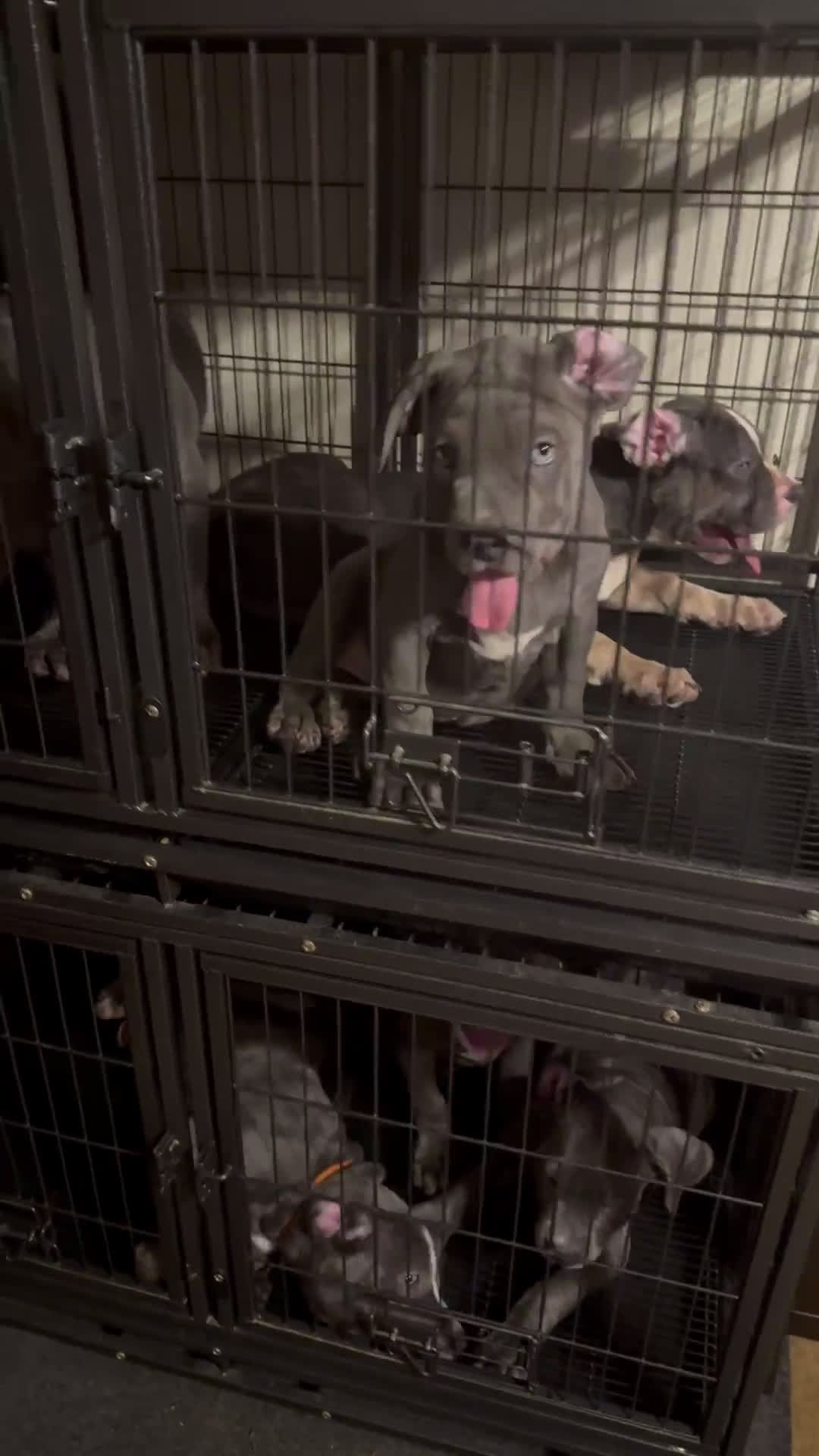 American Bully dogs for sale: American Bully 4 puppies - Video 1