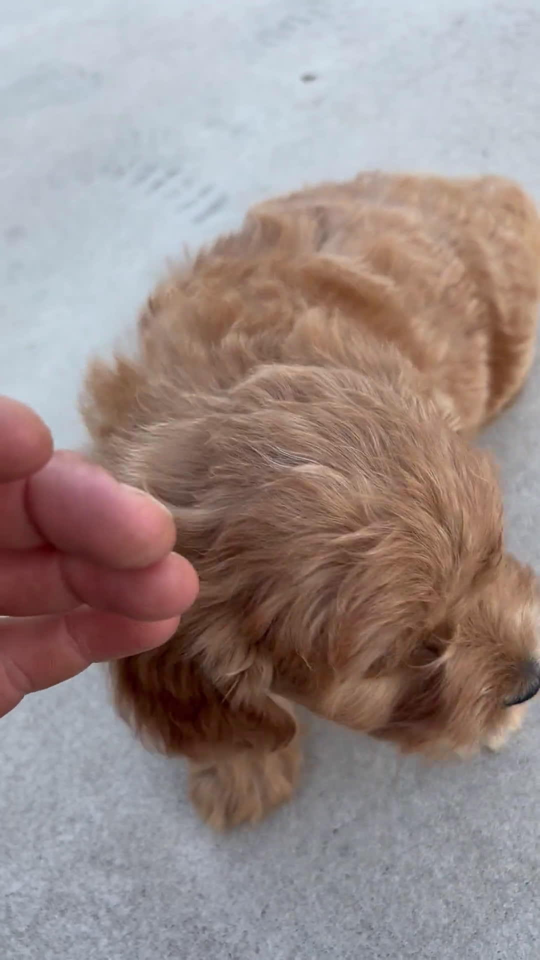  dogs for sale: Mini Goldendoodle 7 puppies - Video 4