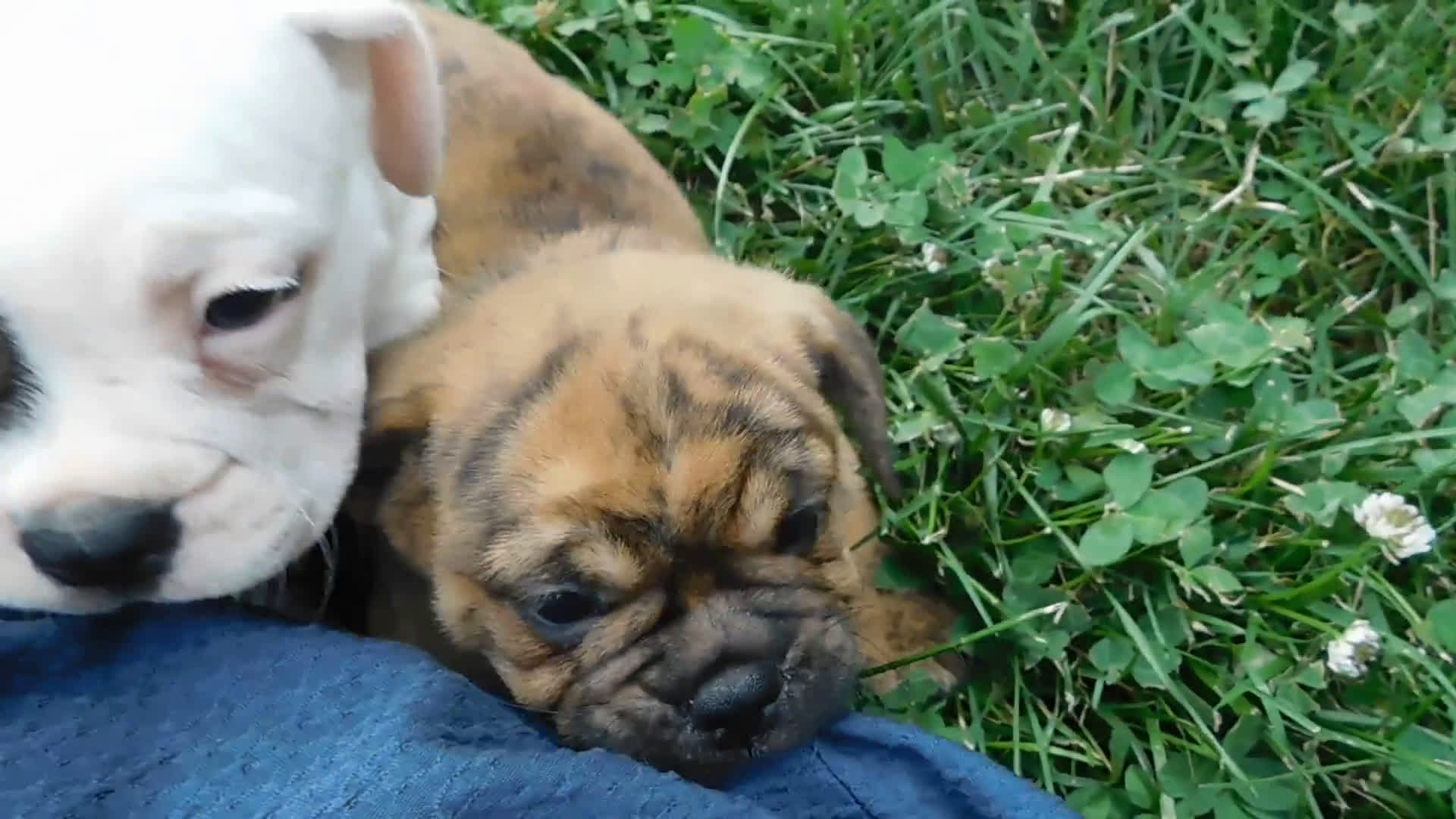English Bulldog dogs for sale: English Bulldog 4 puppies - Video 1