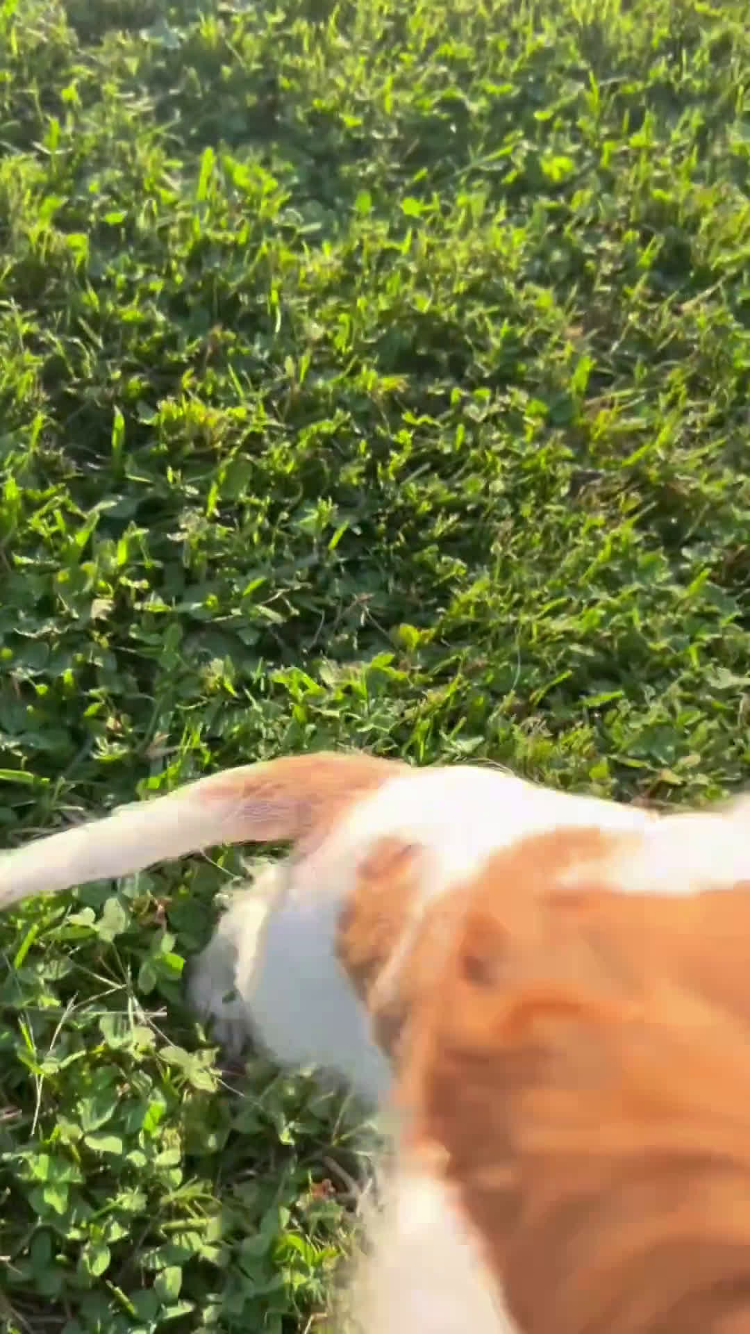 Cavalier King Charles Spaniel dogs for sale: Cavalier King Charles Spaniel 1 puppies - Video 1