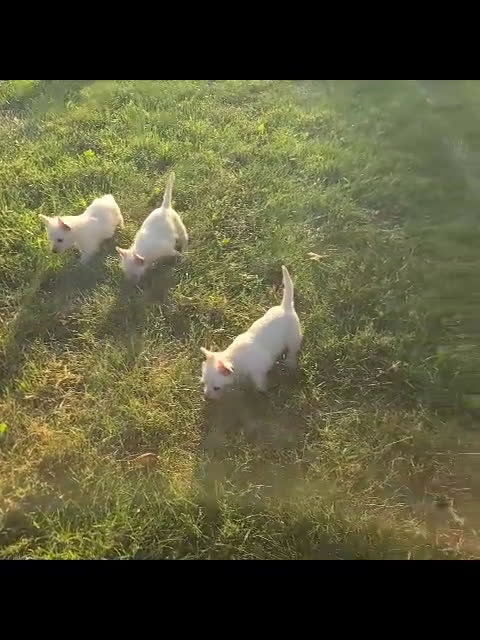 West Highland Terrier dogs for sale: West Highland White Terrier 4 puppies - Video 2