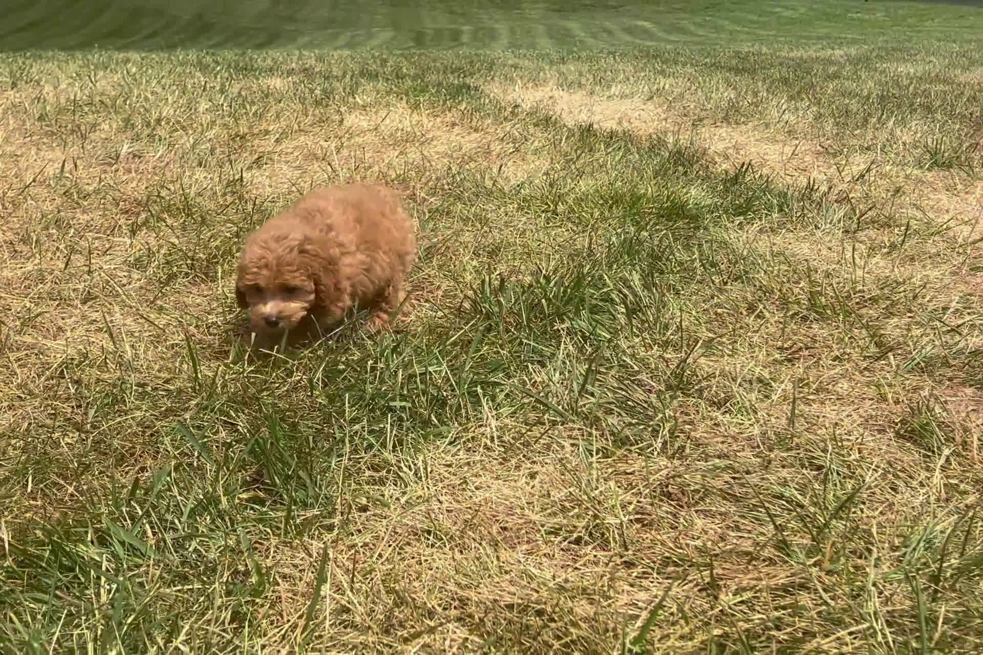 Miniature Poodle dogs for sale: Miniature Poodle 1 puppies - Video 1