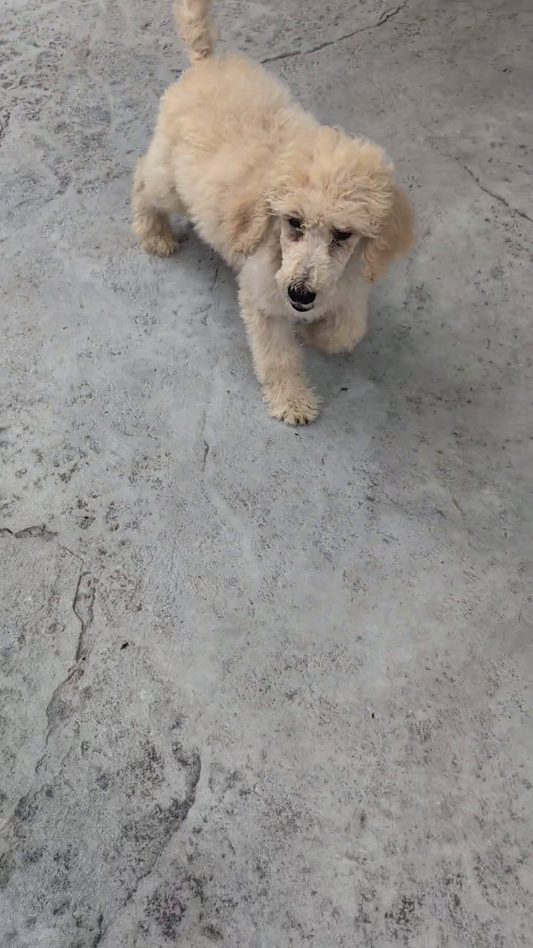 Standard Poodle dogs for sale: Standard Poodle 3 puppies - Video 1