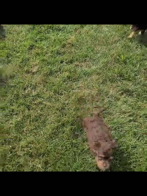 Cavapoo dogs for sale: Cavapoo 7 puppies - Video 2