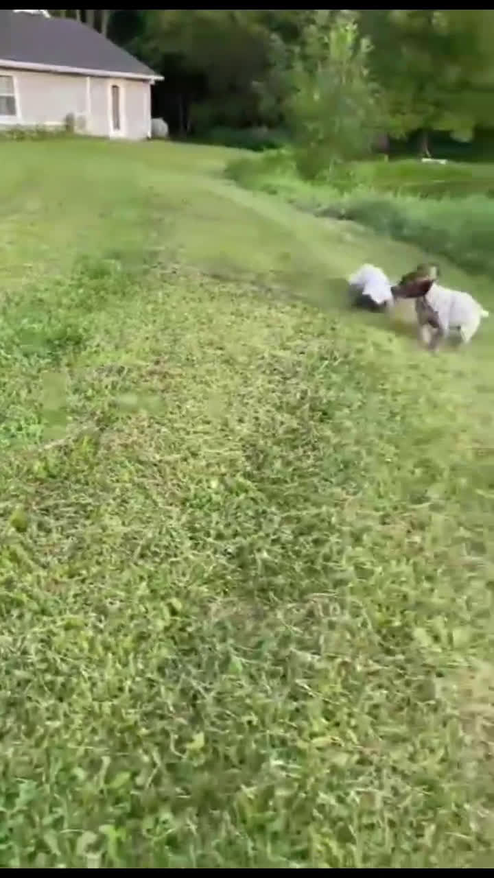 German Shorthaired Pointer dogs for sale: German Shorthaired Pointer 2 puppies - Video 2