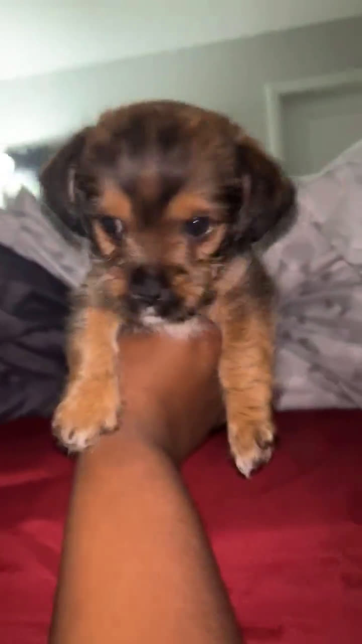 Morkie dogs for sale: Morkie 5 puppies - Video 1