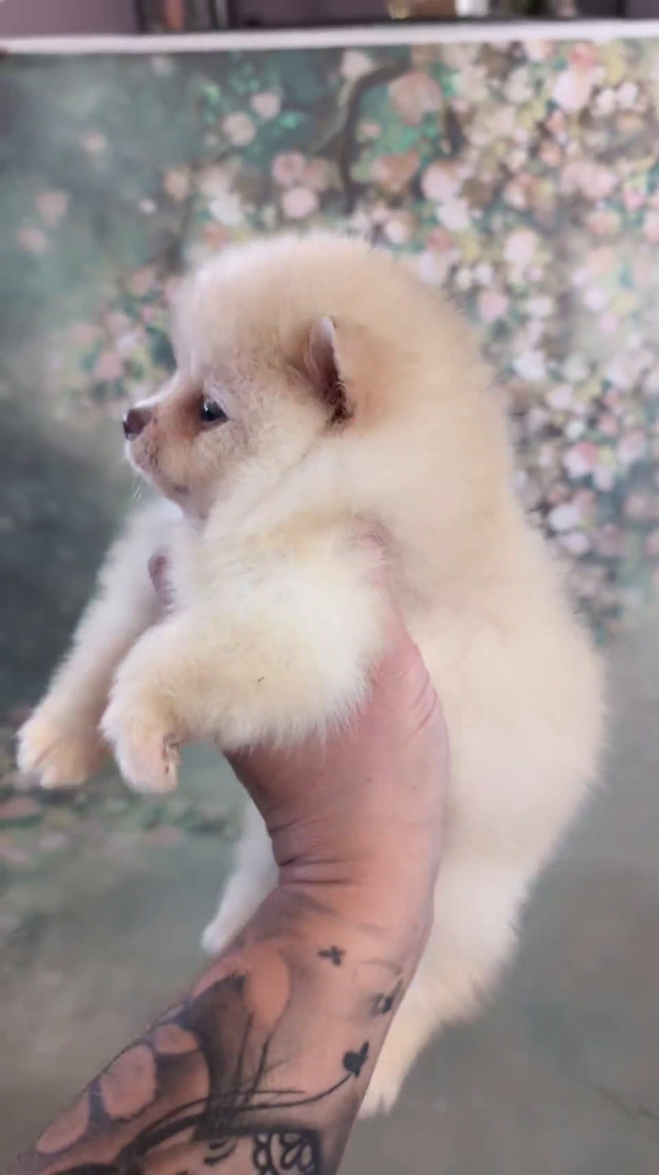 Pomeranian dogs for sale: Pomeranian 4 puppies - Video 2