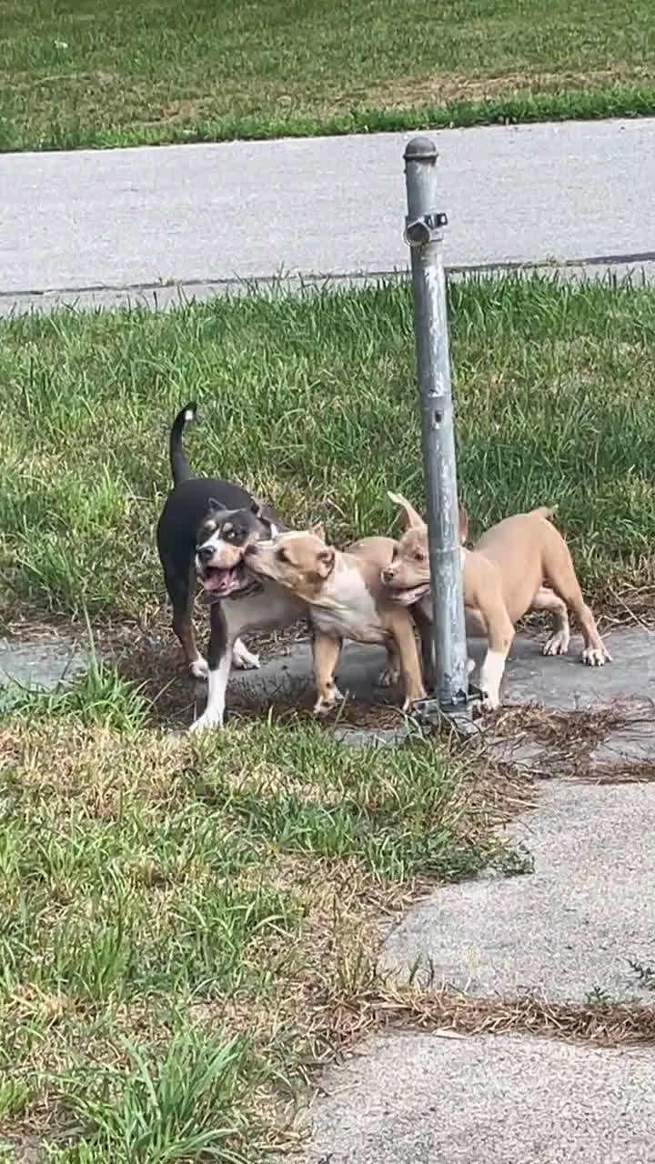 American Bully dogs for sale: American Bully 1 puppies - Video 1