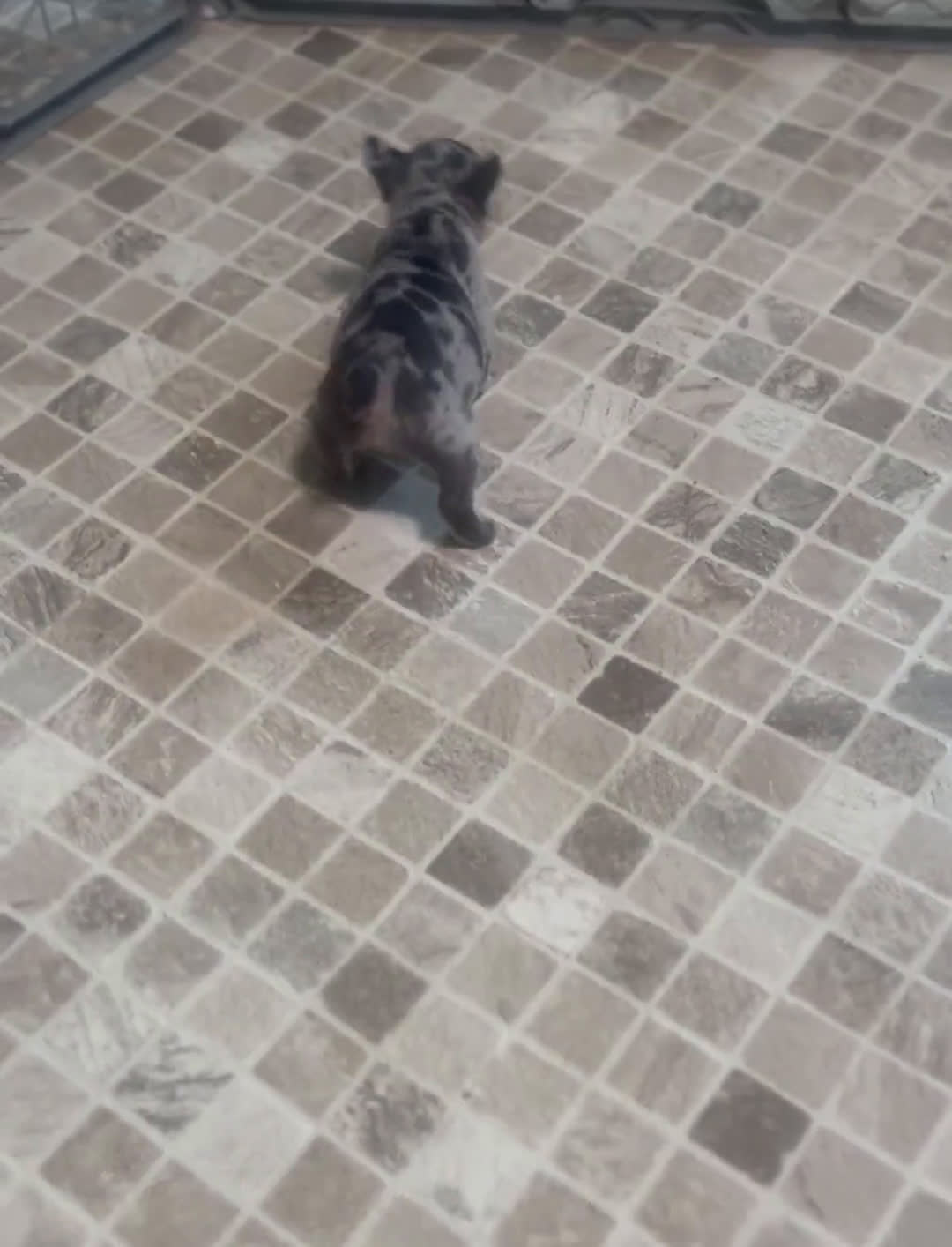 French Bulldog dogs for sale: French Bulldog 7 puppies - Video 1
