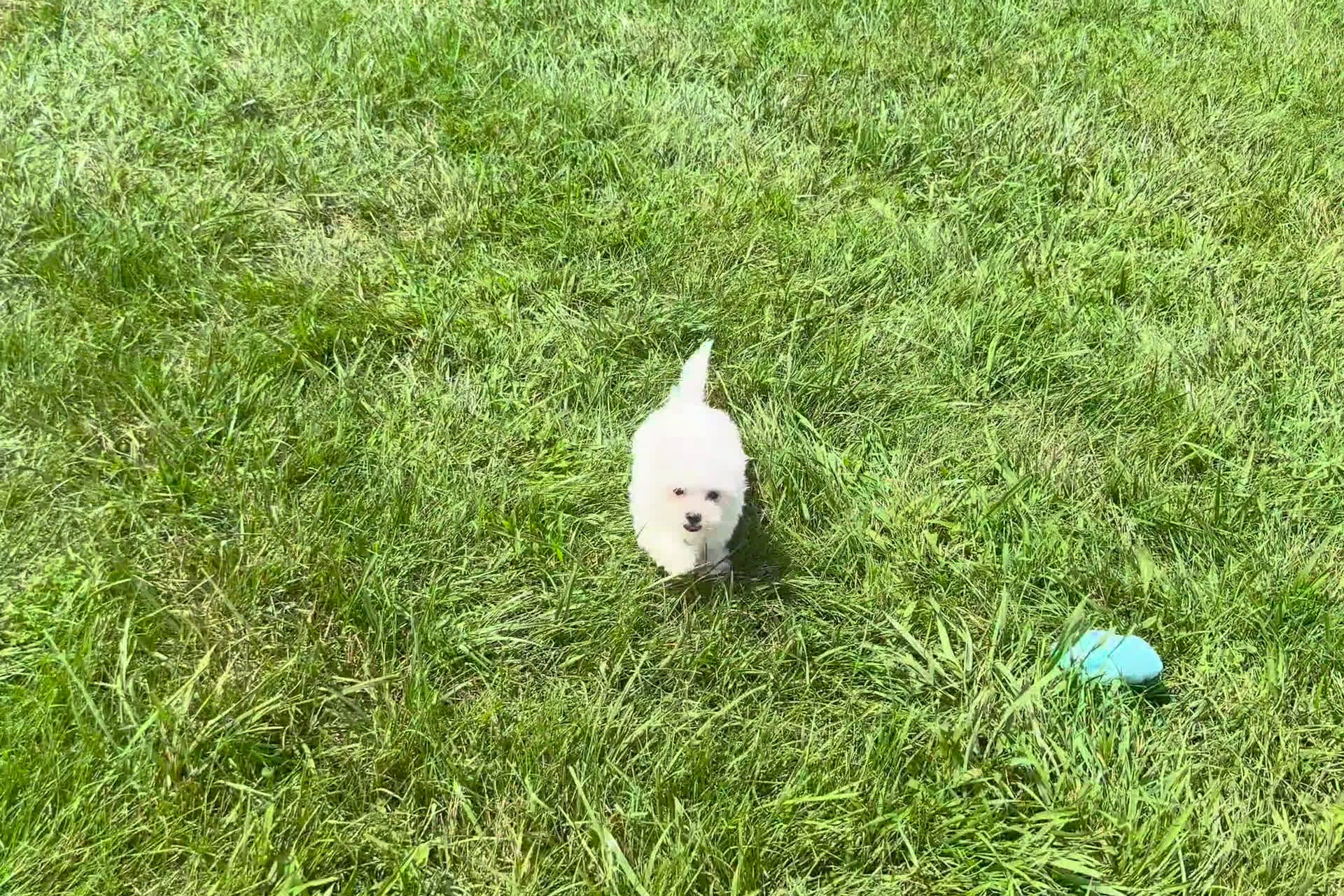 Maltese dogs for sale: Maltese 3 puppies - Video 2
