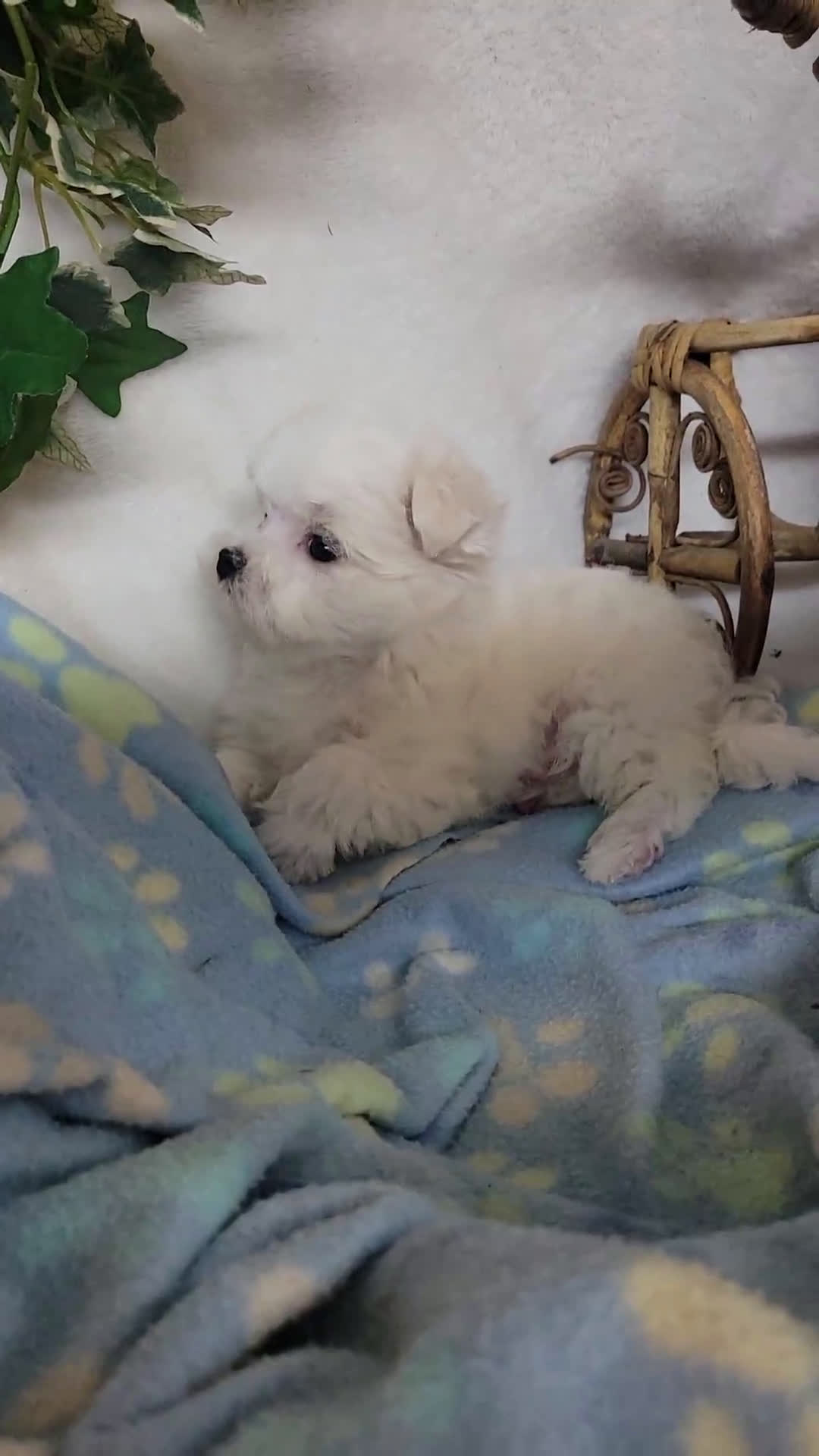 Maltese dogs for sale: Maltese 3 puppies - Video 1