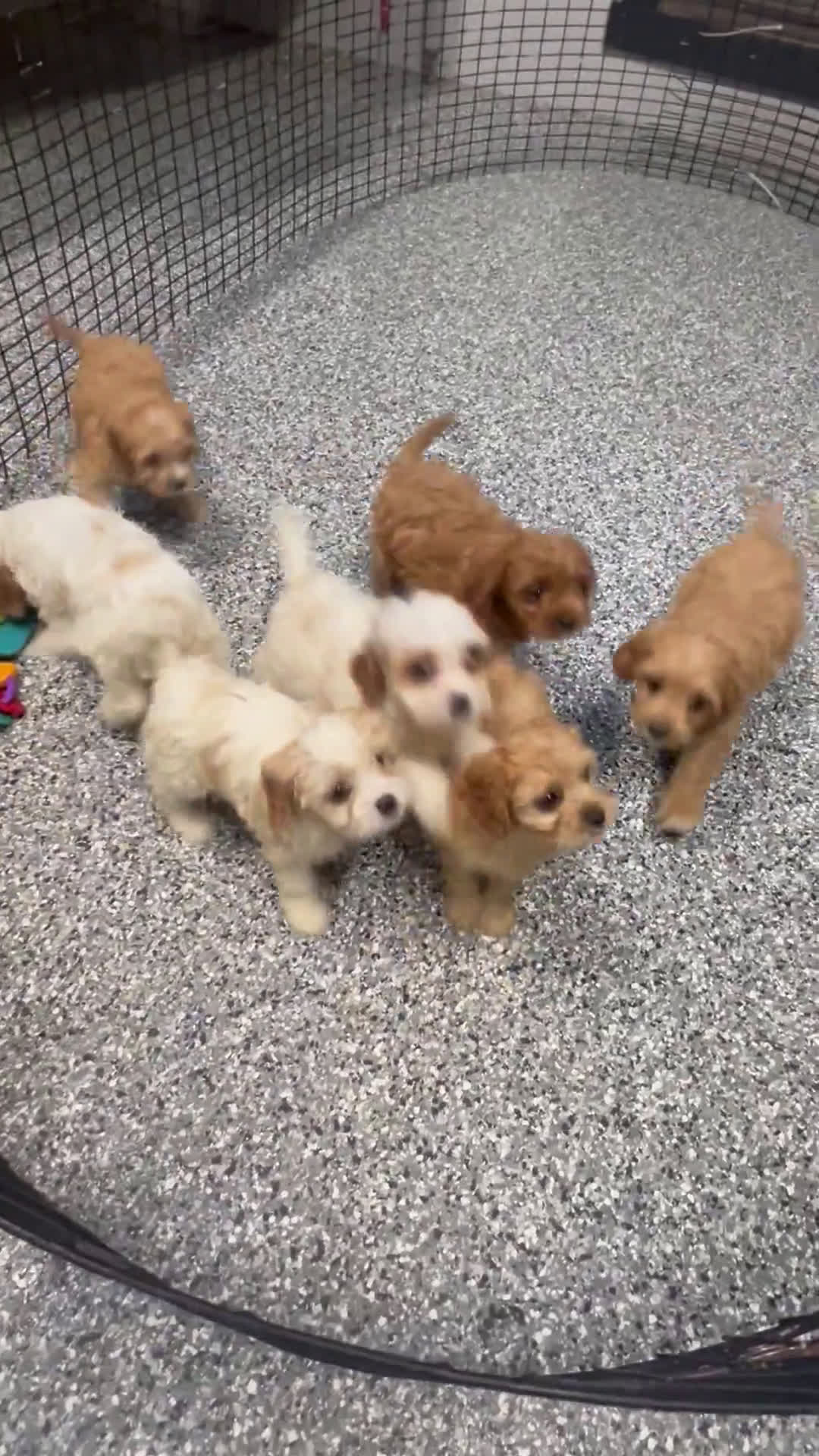 Cavapoo dogs for sale: Cavapoo 7 puppies - Video 1
