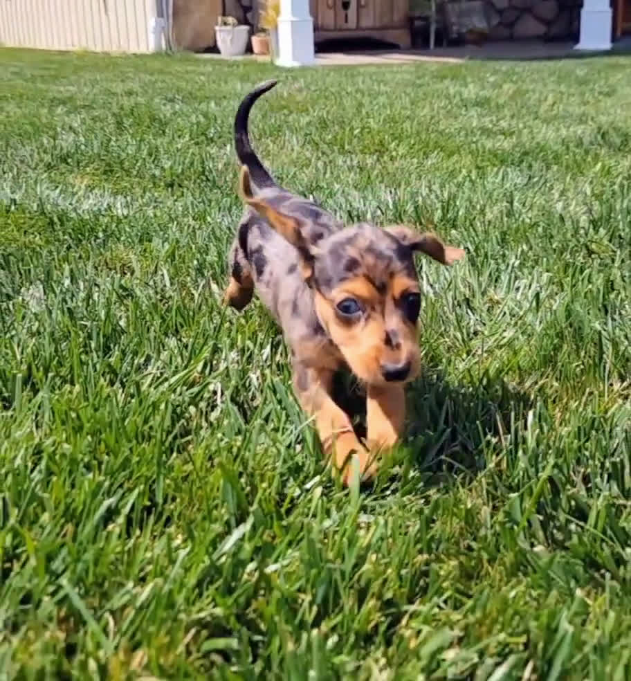 Dachshund dogs for sale: Dachshund 2 puppies - Video 1