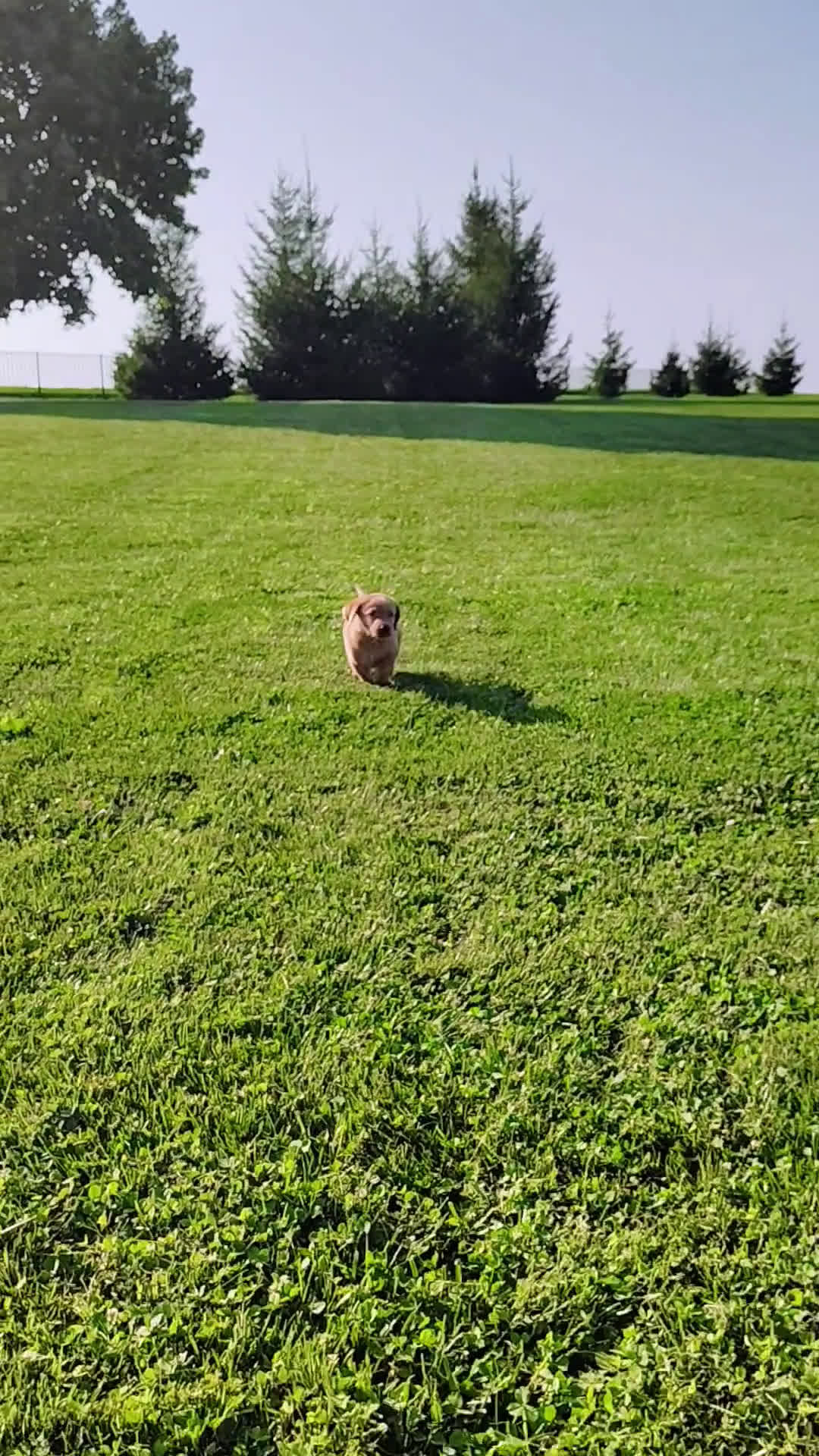 Labrador Retriever dogs for sale: Labrador Retriever 6 puppies - Video 1