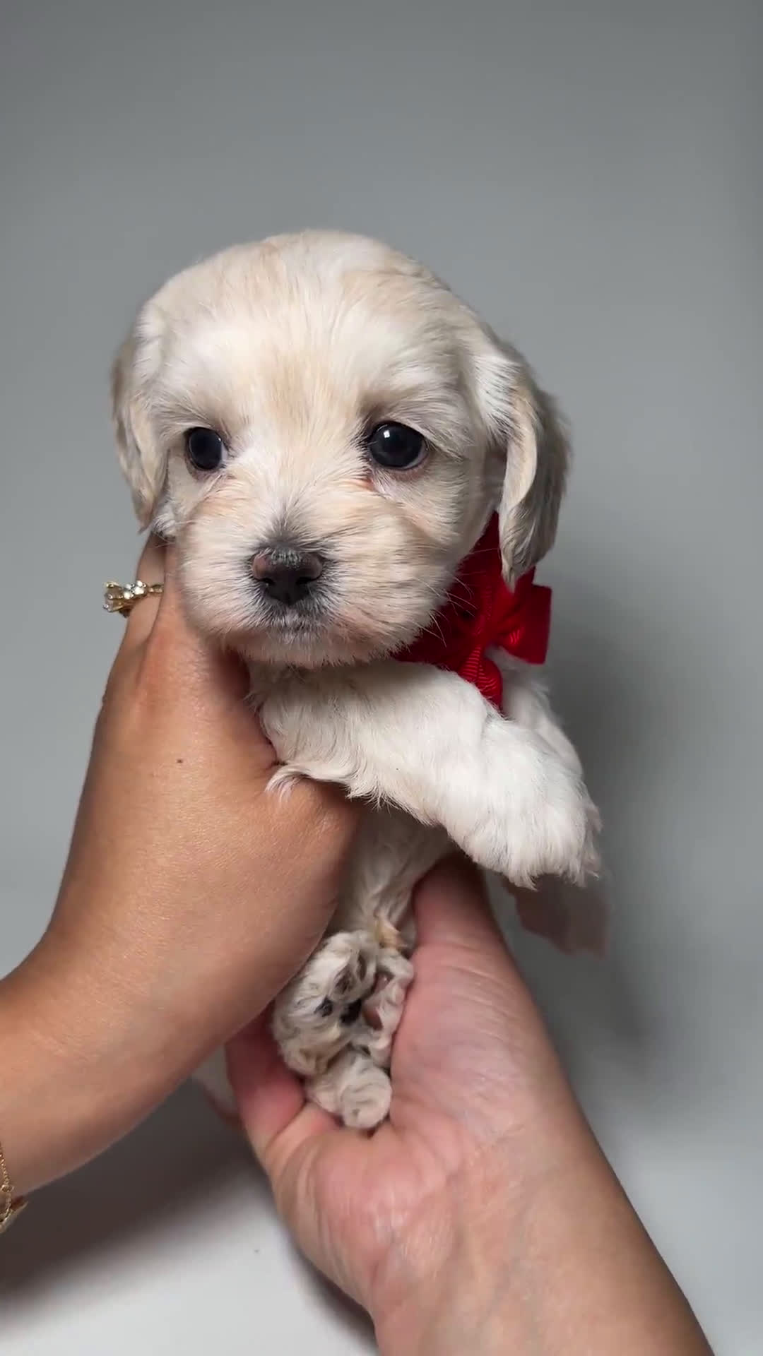 Toy Poodle dogs for sale: Toy Poodle 5 puppies - Video 1
